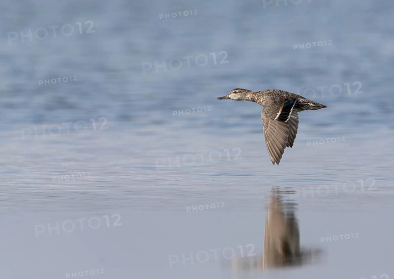 Green-winged Teal (Anas carolinensis) female flying, Florida, USA