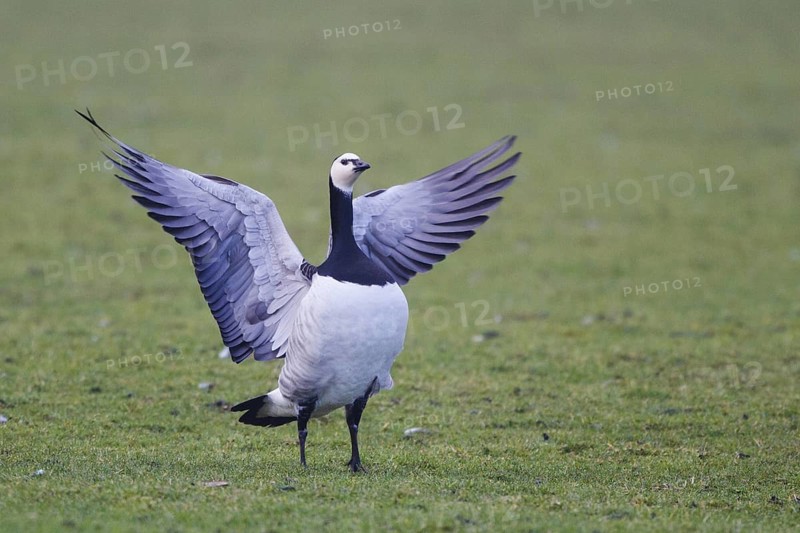 Barnacle Goose (Branta leucopsis), Netherlands