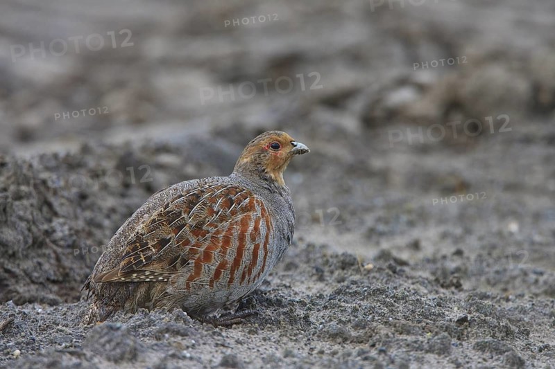 Grey Partridge (Perdix perdix), North Rhine-Westphalia, Germany