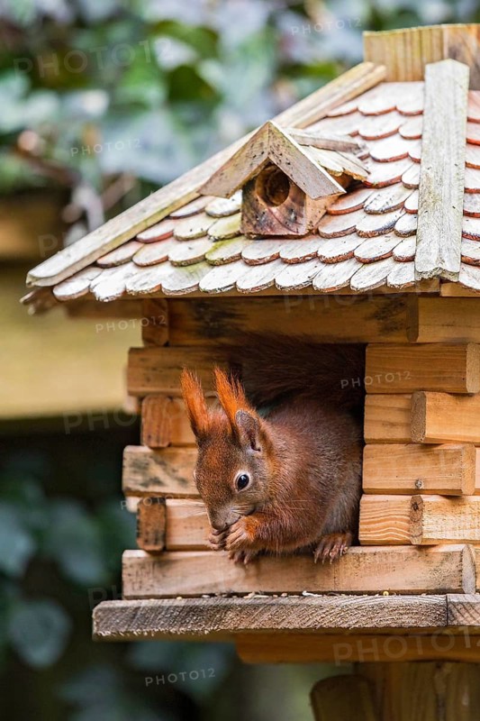 Eurasian Red Squirrel (Sciurus vulgaris) feeding in bird house, Berlin, Germany