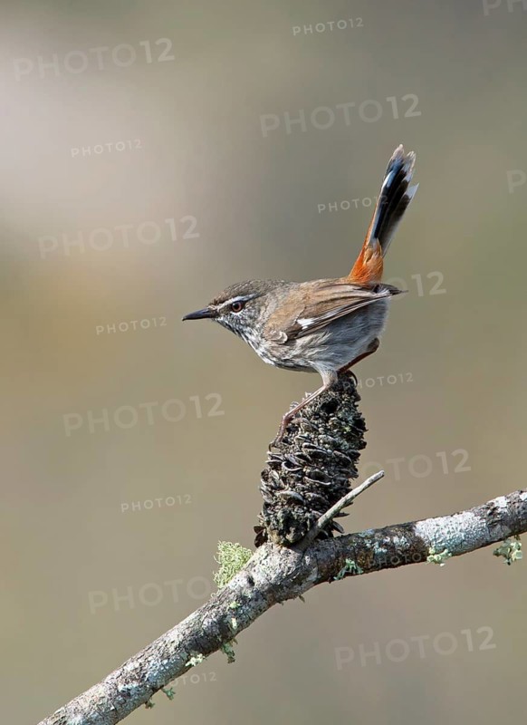Shy Heathwren (Calamanthus cautus), Victoria, Australia