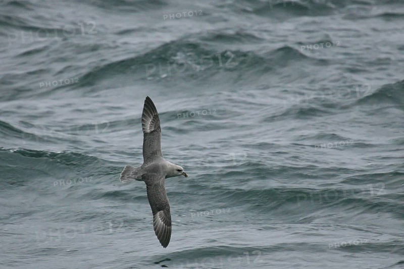 Northern Fulmar (Fulmarus glacialis) flying, offshore, Germany