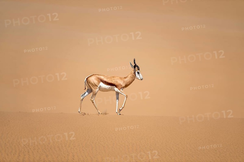Springbok (Antidorcas marsupialis) on a sand dune, Namib Desert, Namib Naukluft Park, Namibia