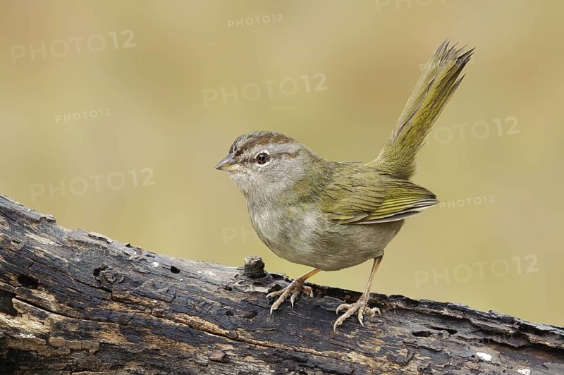 Olive Sparrow (Arremonops rufivirgatus), Texas, USA