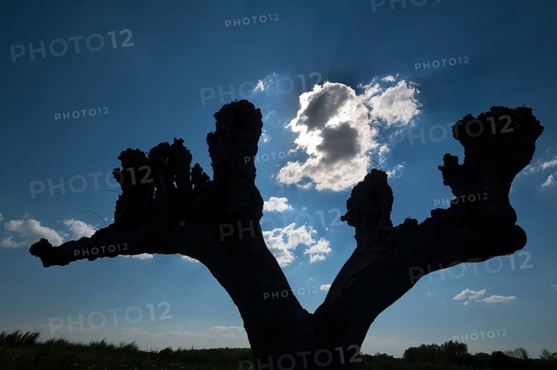 Silhouette of a trimmed Dutch lime tree (Tilia × europaea) on Festonallee backlit, Bothmar Castle, Klütz, Mecklenburg-Western Pomerania, Germany