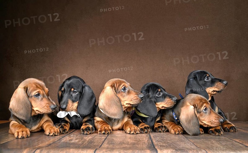 A charming group of small dachshund puppies lies together on a wooden floor, their expressive eyes highlighting their playful nature against a dark background, evoking warmth and joy