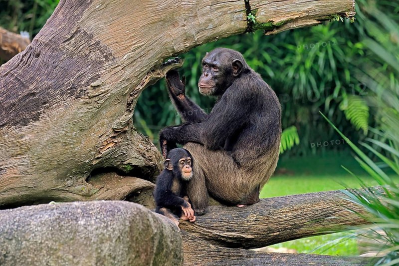Chimpanzee (Pan troglodytes), adult, female, mother, baby, young animal, social behaviour