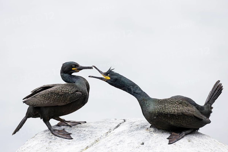 Cormorant (Gulosus aristotelis), breeding pair during mating, Hornøya Island, Vardø, Varanger, Finnmark, Norway