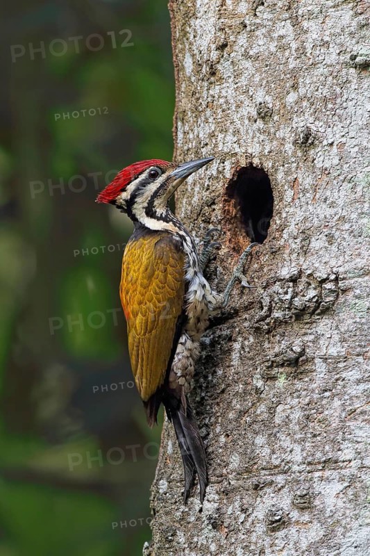 Common Flameback (Dinopium javanense) male at breeding cavity, Malaysia
