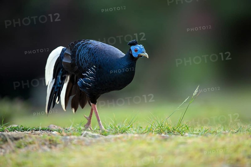 Crested Fireback (Lophura ignita rufa) male, Pahang, Malaysia