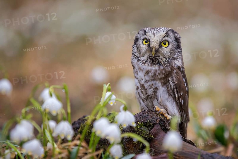 Boreal Owl (Aegolius funereus), Czech Republic