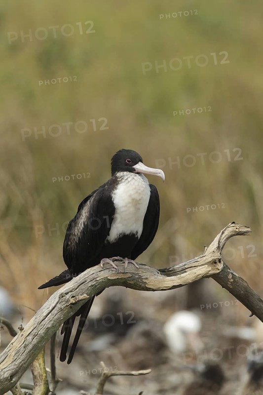 Great Frigatebird (Fregata minor) female, Hawaii, USA