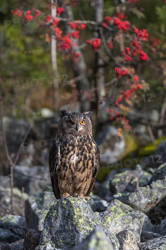 One Eurasian Eagle Owl, Bubo bubo, sitting on grey rocks, a bush with red berries in the background. Early morning light