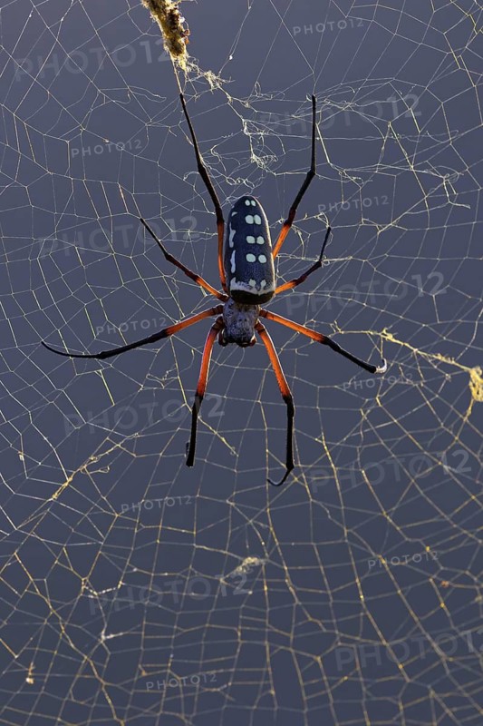 Spider, spiders, insect, insects, (Nephila sumptuosa), silk spider, web, spider web, biotope, habitat, Ayn Tobroq and Ayn Athum junctio, Salalah, Dhofar, Oman