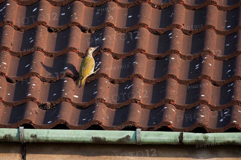 Green woodpecker (Picus viridis) juvenile bird on an urban building roof tiles, England, United Kingdom
