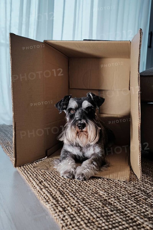 Miniature schnauzer relaxing in a cardboard box placed on a rug, enjoying the comfort and security of its cozy hideaway. The scene is perfect for domestic pet themes