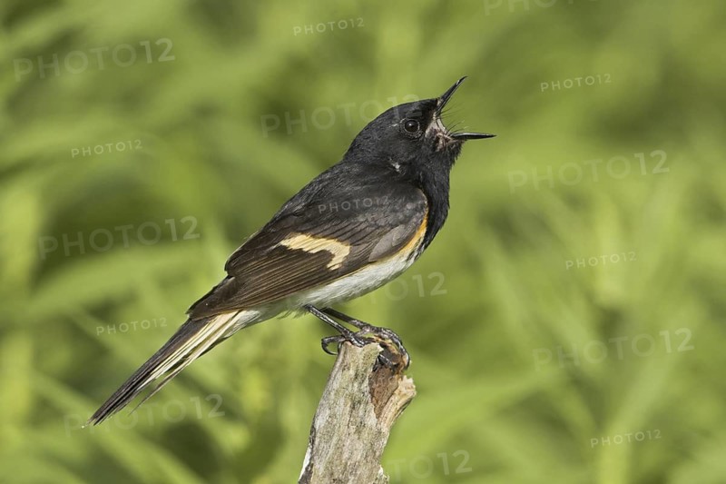 American Redstart (Setophaga ruticilla) male singing, Ontario, Canada