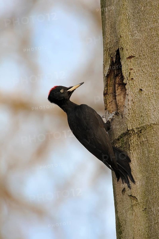 Black Woodpecker (Dryocopus martius) female at nest cavity, North Rhine-Westphalia, Germany