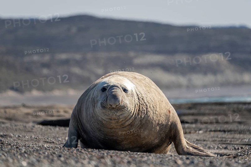 Southern elephant seal (Mirounga leonina), male, lying head-on on a pebble beach, Chubut coast, Patagonia, Argentina