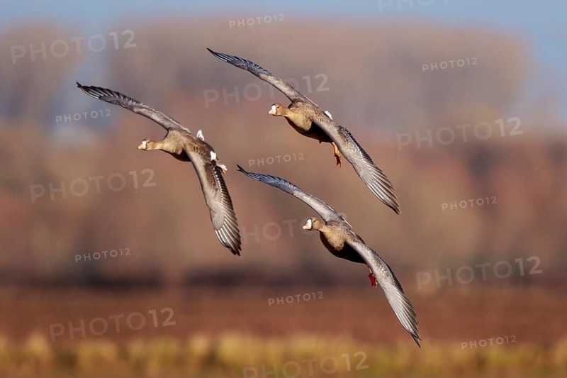 Greater White-fronted Goose (Anser albifrons) group of three flying, North Rhine-Westphalia, Germany