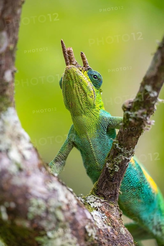 Three-horned chameleon (Trioceros jacksonii), male, on a branch, Bwindi Impenetrable Forest National Park, Uganda