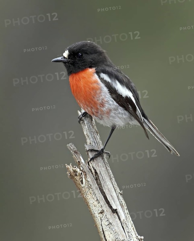 Scarlet Robin (Petroica boodang) male, Western Australia, Australia