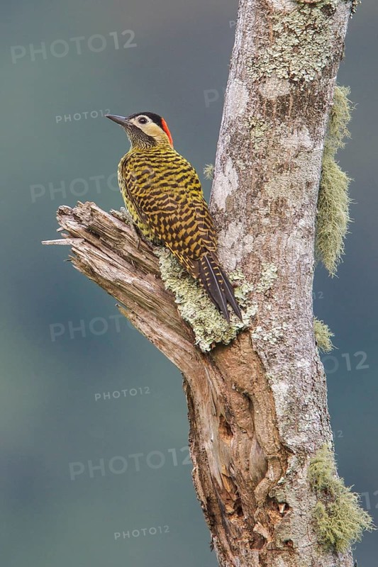 Green-barred Woodpecker (Colaptes melanochloros) perched on a branch in the Atlantic rainforest of southeast Brazil