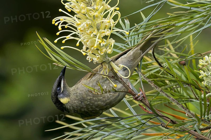 Lewin's Honeyeater (Meliphaga lewinii) perched on a branch in eastern Australia