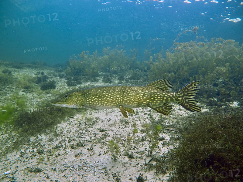 A pike (Esox lucius) swims over a sandy bottom with plants in the clear water, peaceful scene. Dive site car park Post, Überlingen, Lake Constance, Germany