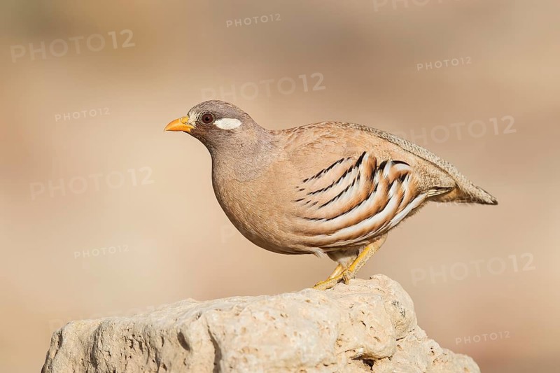 Sand Partridge (Ammoperdix heyi) male, Eilat, Israel