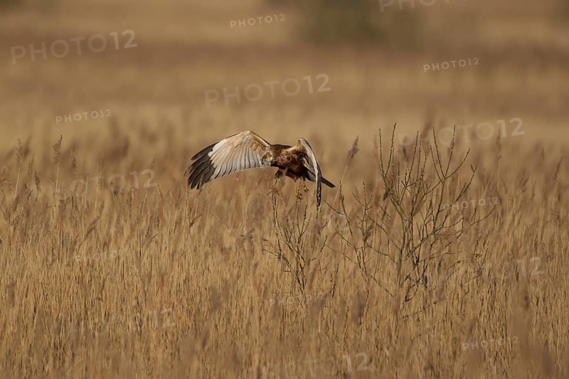 Marsh harrier (Circus aeruginosus) adult raptor bird of prey in flight over a reedbed, RSPB Minsmere nature reserve, Suffolk, England, United Kingdom
