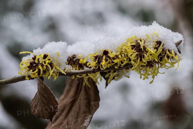 Witch hazel (Hamamelis mollis Pallida) in the snow, Emsland, Lower Saxony, Germany