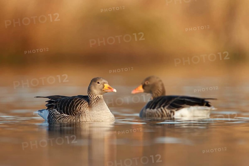 Greylag Goose (Anser anser), Utrecht, Netherlands