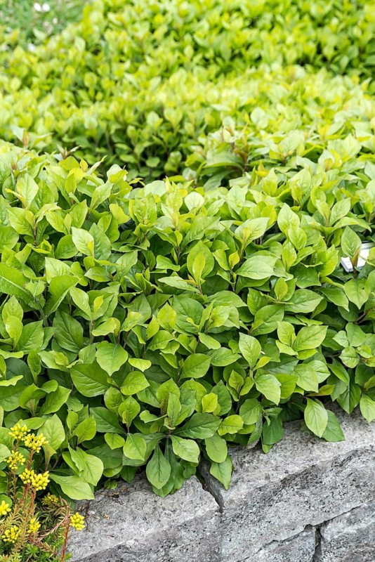 Leadwort (Ceratostigma plumbaginoides),  Sweden