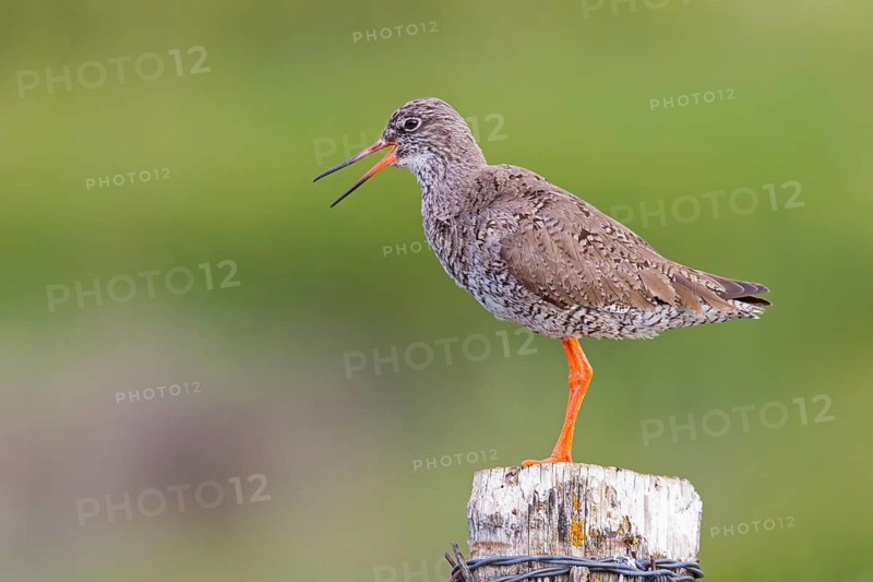 Redshank, (Tringa totanus), Animals, Birds, Limicoles, Snipe family, Snipe, Reykjahlíð, Norðurland Eystra, Iceland