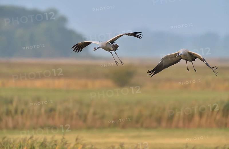Common Crane (Grus grus) two birds in flight, Mecklenburg-Western Pomerania, Germany