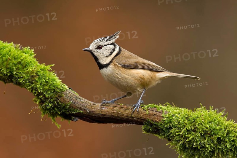 European Crested Tit (Lophophanes cristatus), Utrecht, Netherlands