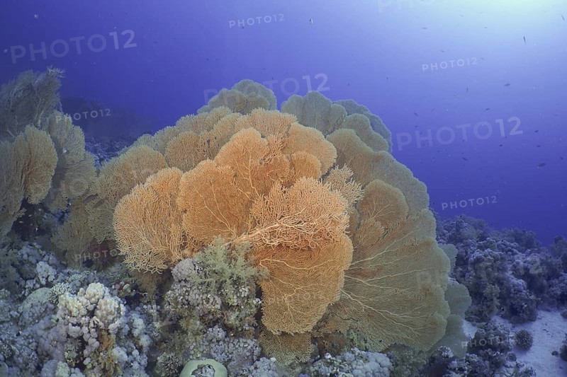 Giant fan coral (Annella mollis)