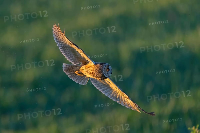 Long-eared owl, (Asio otus), animals, birds, family of owls, flight photo, Hockenheim, Baden-Württemberg, Federal Republic of Germany