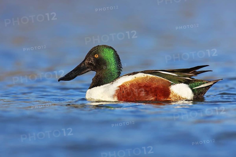 Northern Shoveler (Spatula clypeata) male, British Columbia, Canada