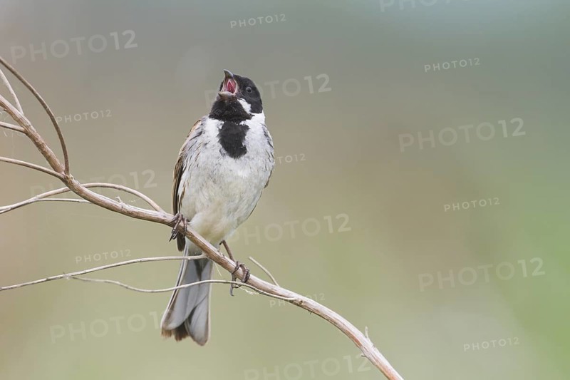 Reed Bunting - Rohrammer - Emberiza schoeniclus ssp. stresemanni, Hungary, adult male