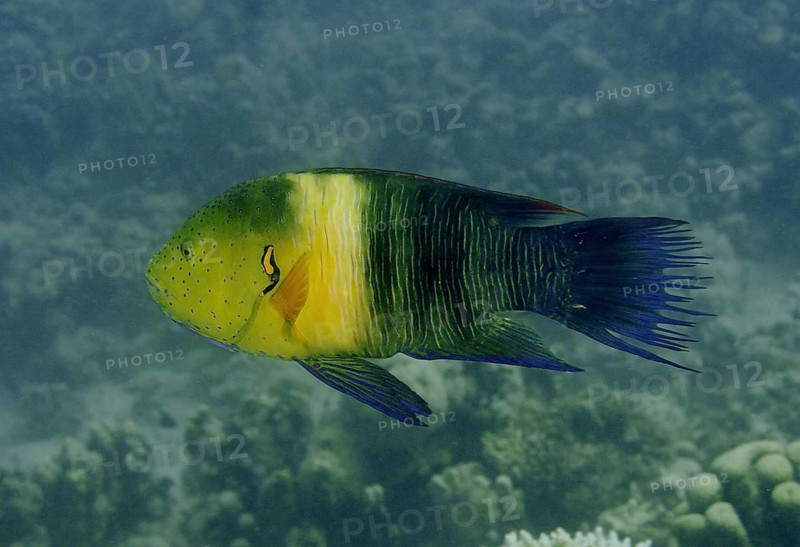 Broomtail wrasse (Cheilinus lunulatus)