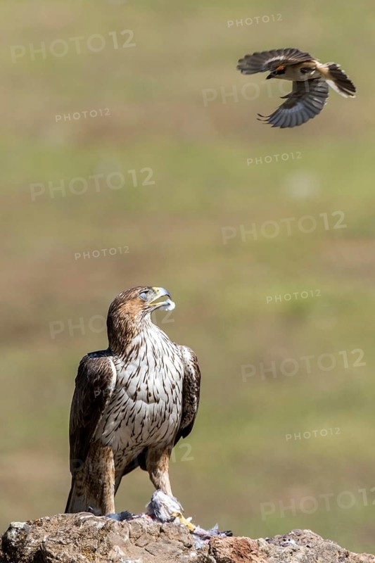 Bonelli's Eagle (Aquila fasciata) male with prey, Andalusia, Spain