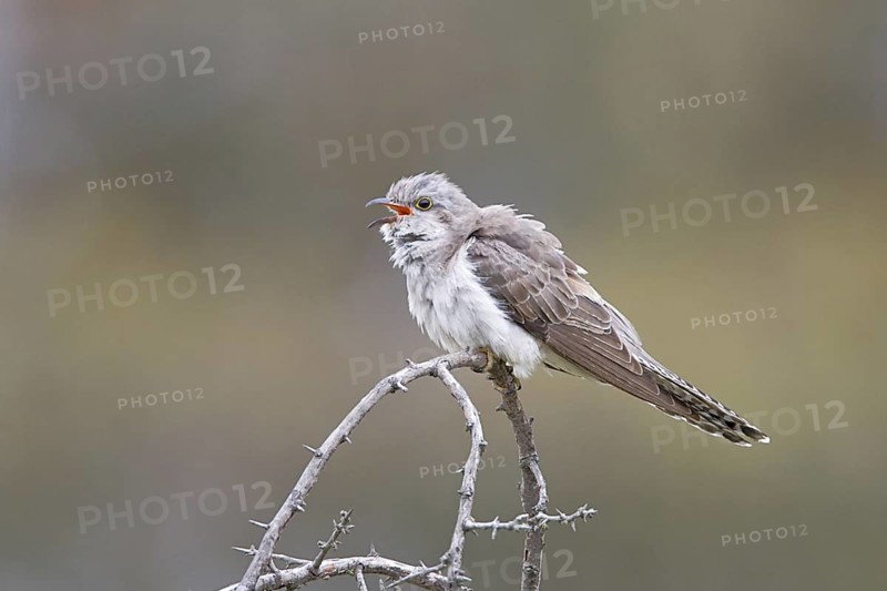 Pallid Cuckoo (Cacomantis pallidus) calling, Australian Capital Territory, Australia