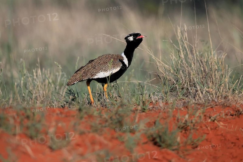 White-winged Bustard (Afrotis afraoides), adult, male, vigilant, foraging, Mokala National Park, South Africa