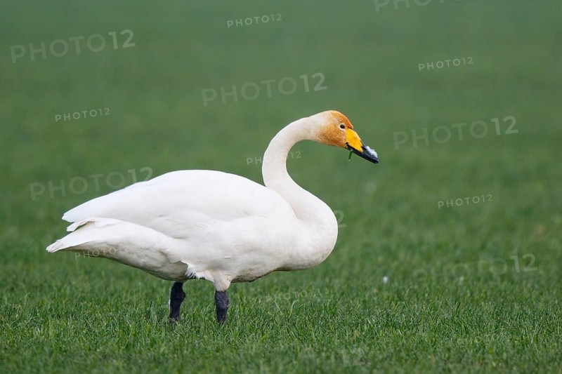 Whooper Swan (Cygnus cygnus) foraging, North Rhine-Westphalia, Germany