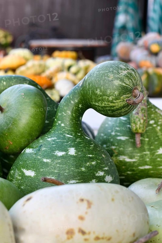 Green Kalebasse 'Speckled Swan' gourds