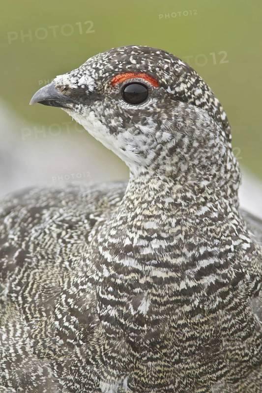 Rock Ptarmigan (Lagopus muta) male, Newfoundland, Canada