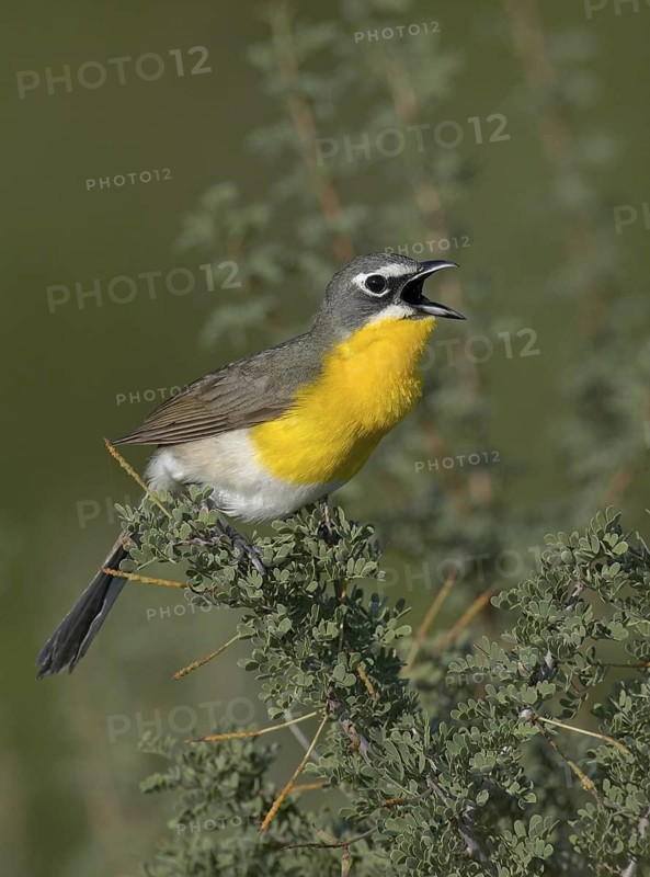 Yellow-breasted Chat (Icteria virens) singing, Arizona, USA