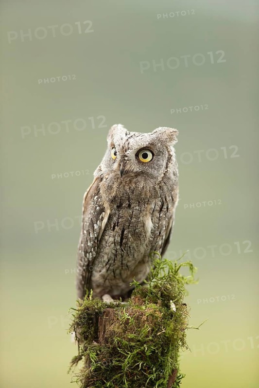 Eurasian Scops Owl (Otus scops) captive, juvenile, Germany